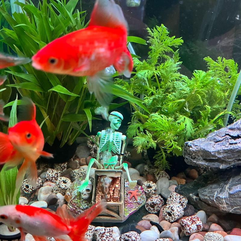 Aquarium Fish Cichlid - Tanque de peixes aeróbico paisagem bolha