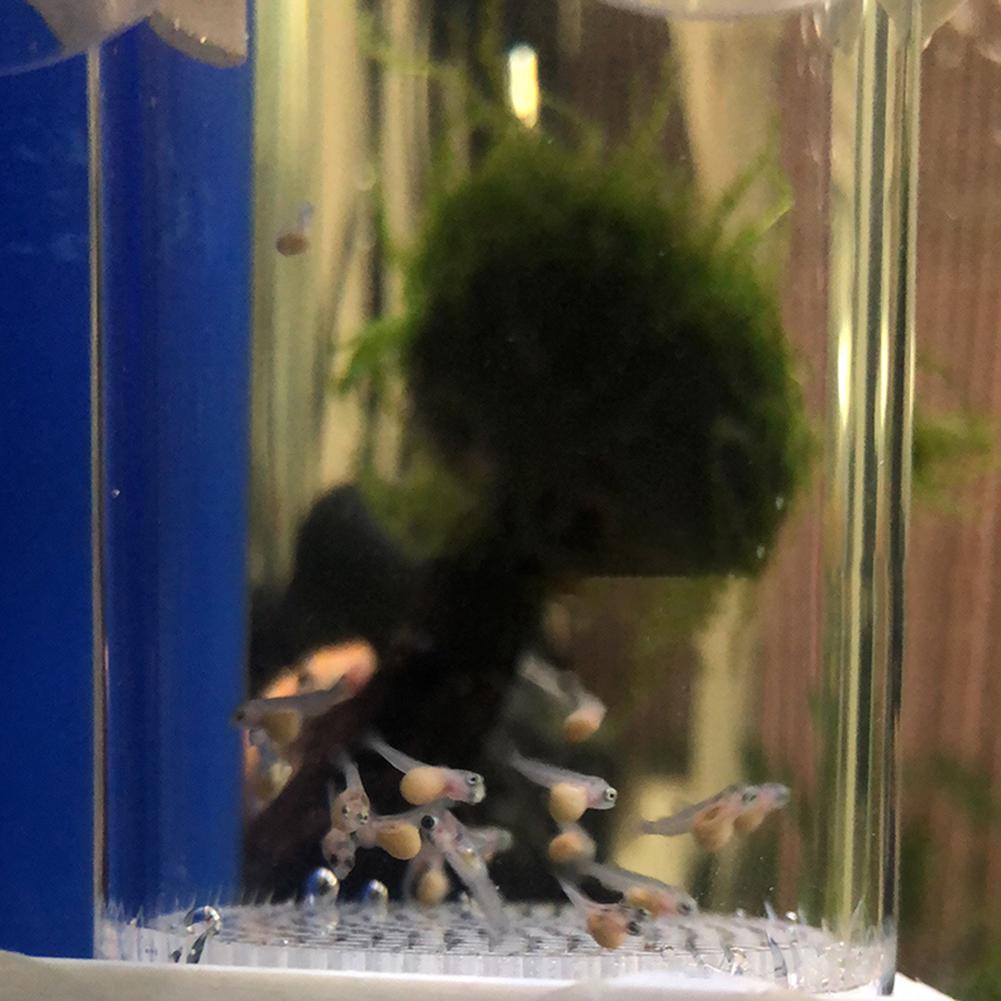 Incubadora de Ovos de Peixe de - Aquarium Fish Cichlid avaliação e preço