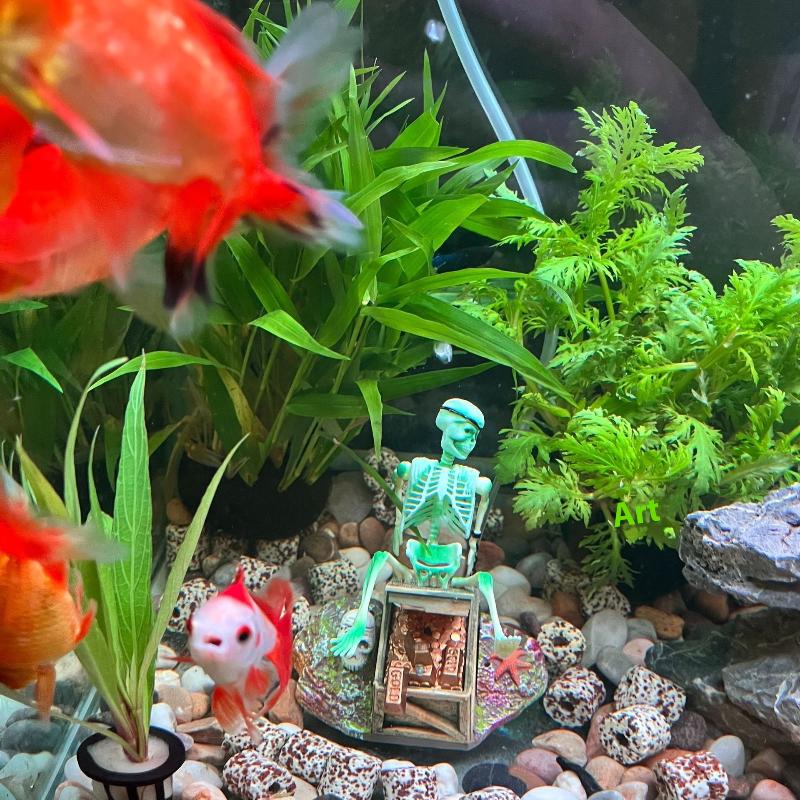 Tanque de peixes aeróbico pais - Aquarium Fish Cichlid avaliação e preço