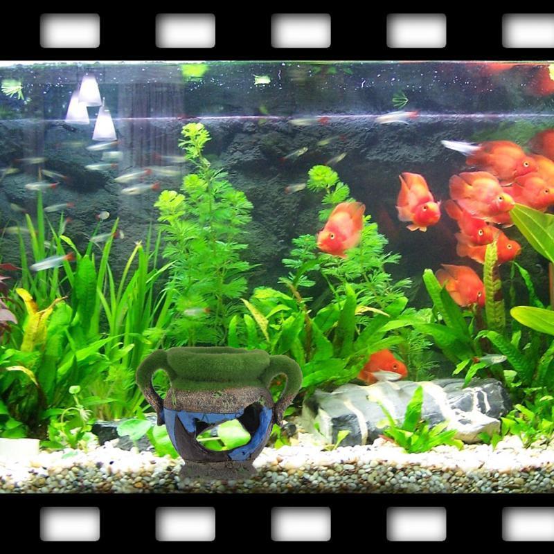 Vaso de resina com musgo, aces - Aquarium Fish Cichlid avaliação e preço