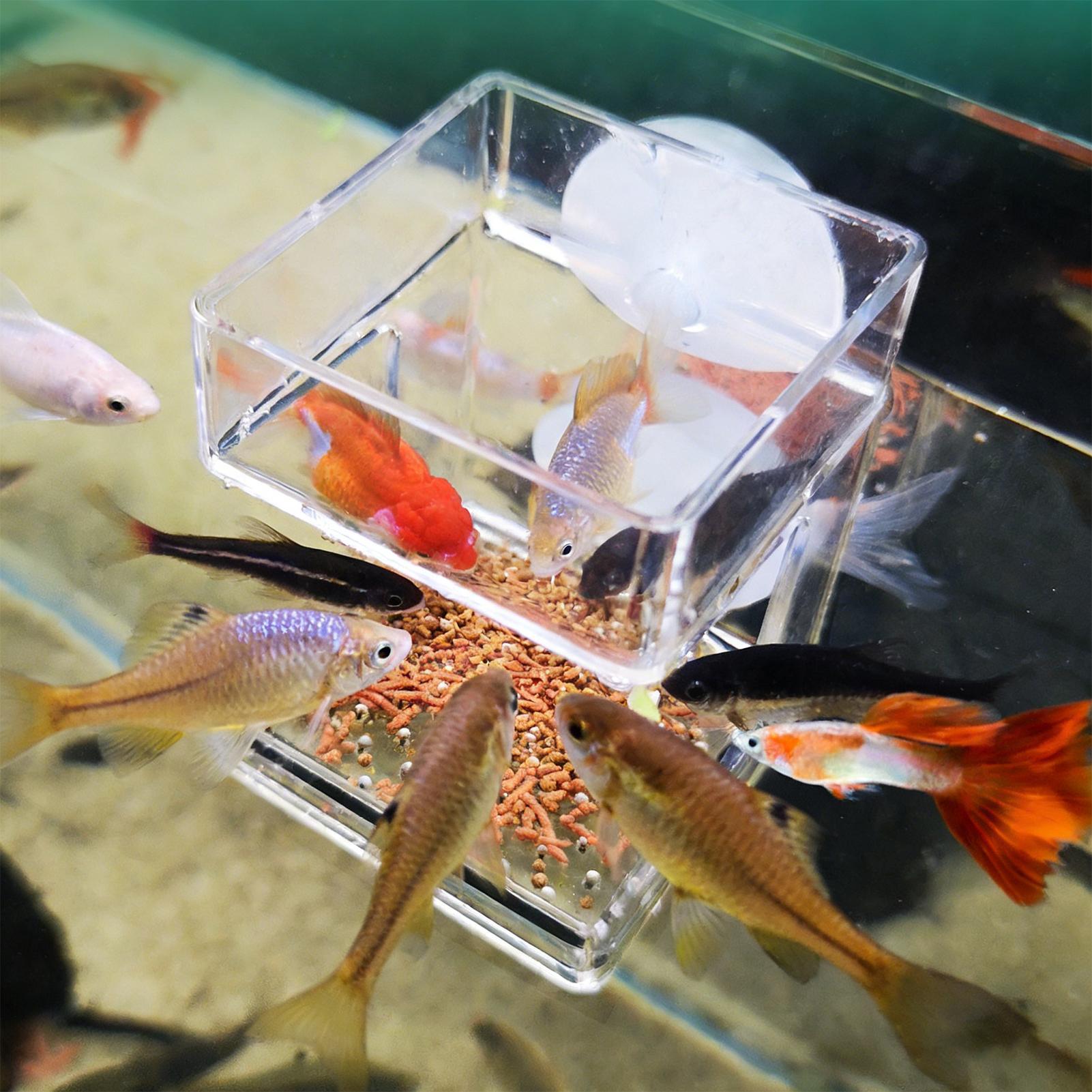 Comedouro para Aquário com Ven - Tetra Fish In Aquarium avaliação e preço