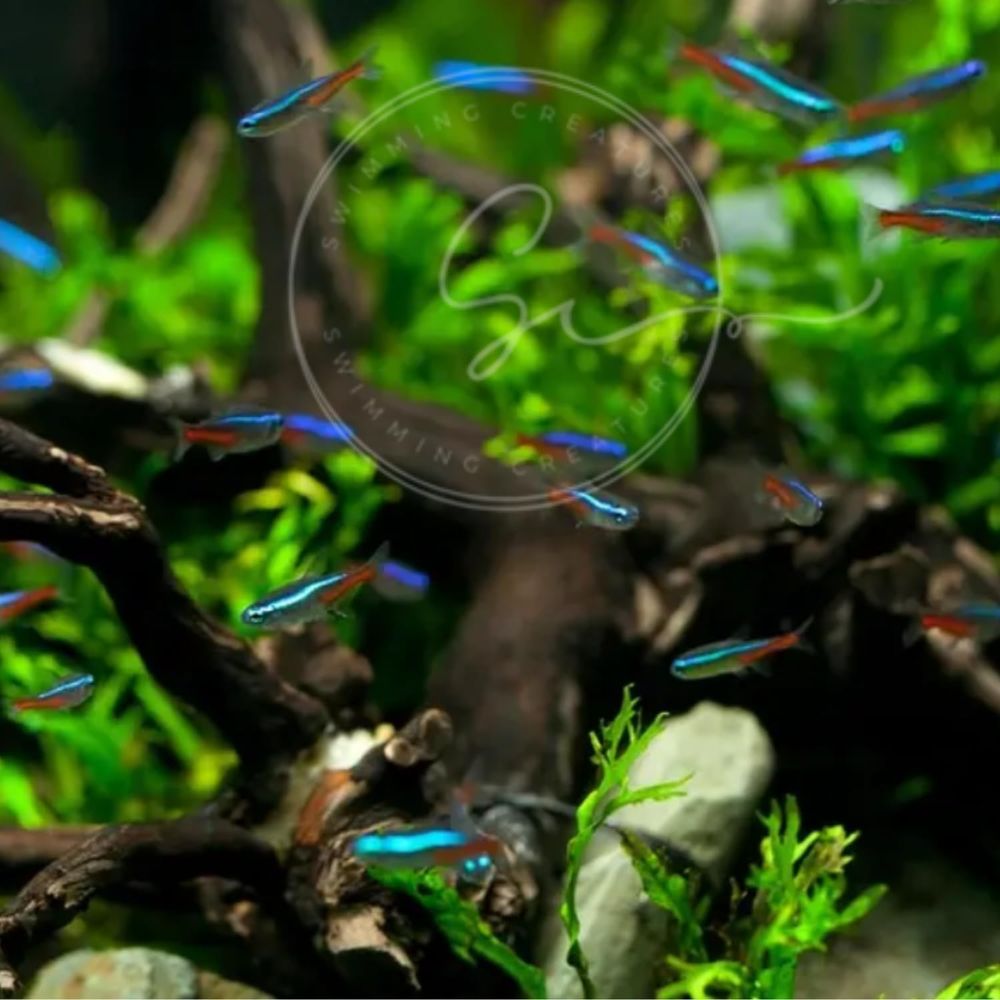 Peixe Neon Tetra de Água Doce  - Tetra Fish In Aquarium avaliação e preço