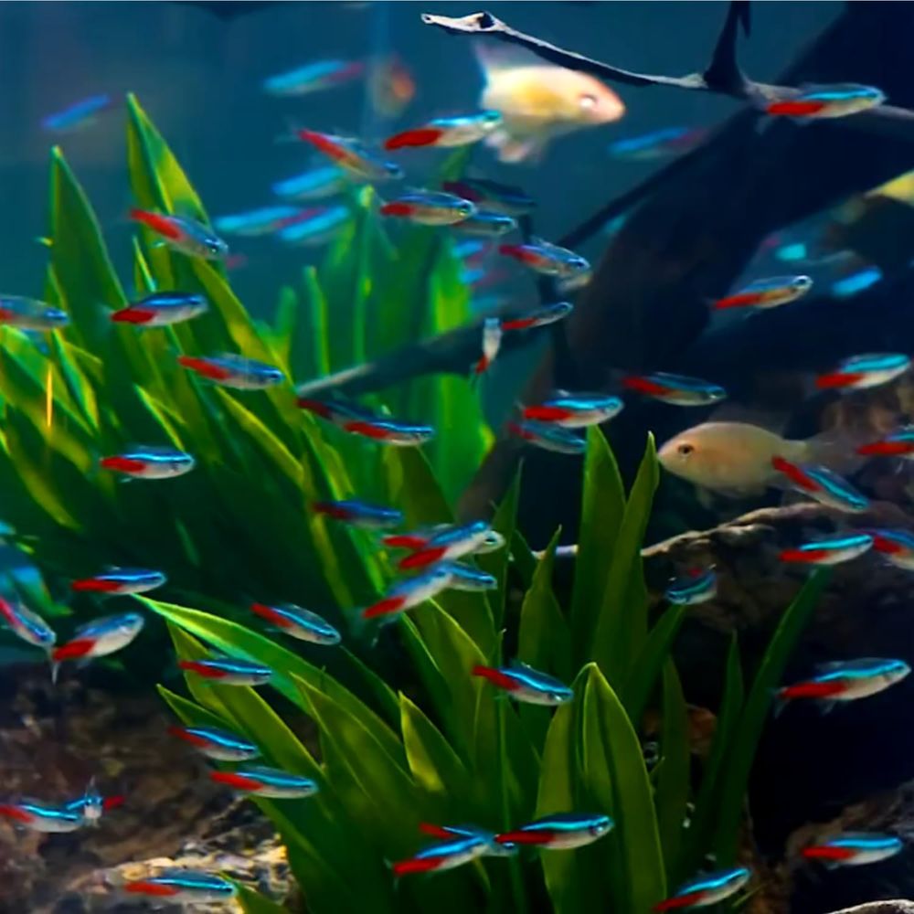Peixe Neon Tetra de Água Doce  - Tetra Fish In Aquarium avaliação e preço