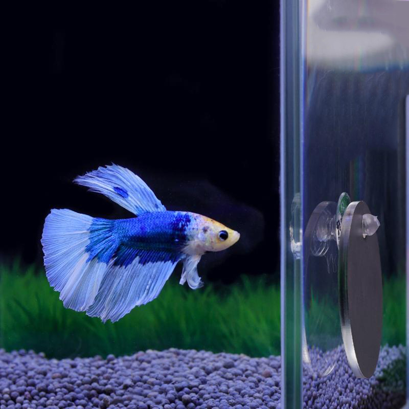 Aquário betta espelho tanque d - Aquarium Fish Cichlid avaliação e preço