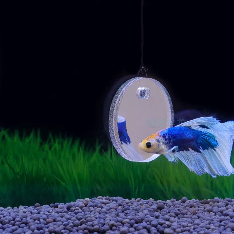 Aquário betta espelho tanque d - Aquarium Fish Cichlid avaliação e preço
